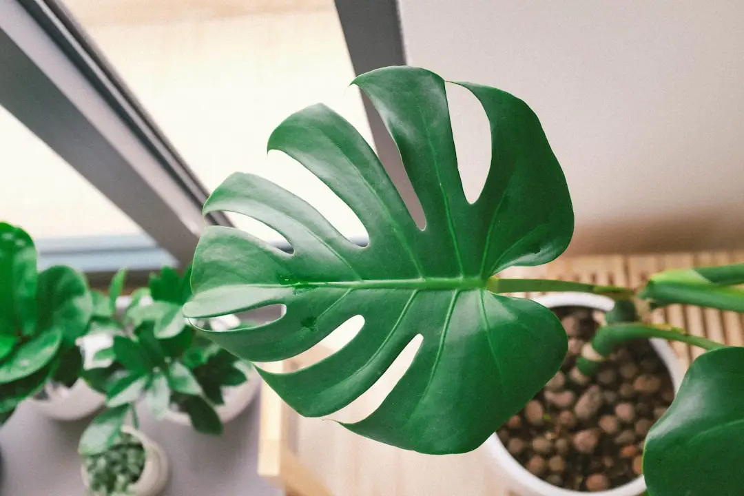 Rädda din monstera illustration